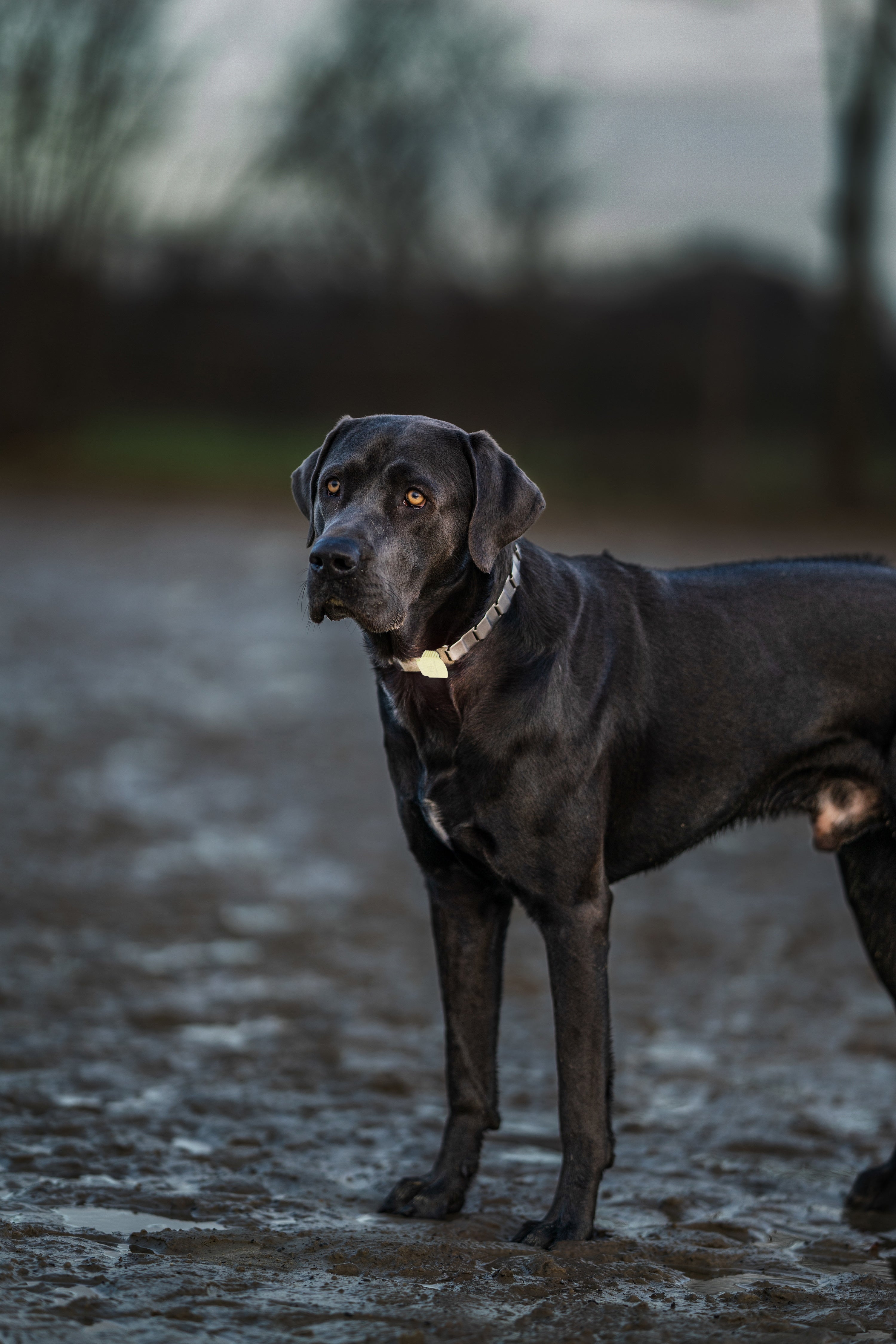 Unsere Tipps: Sicherheit für Hunde im Dunkeln