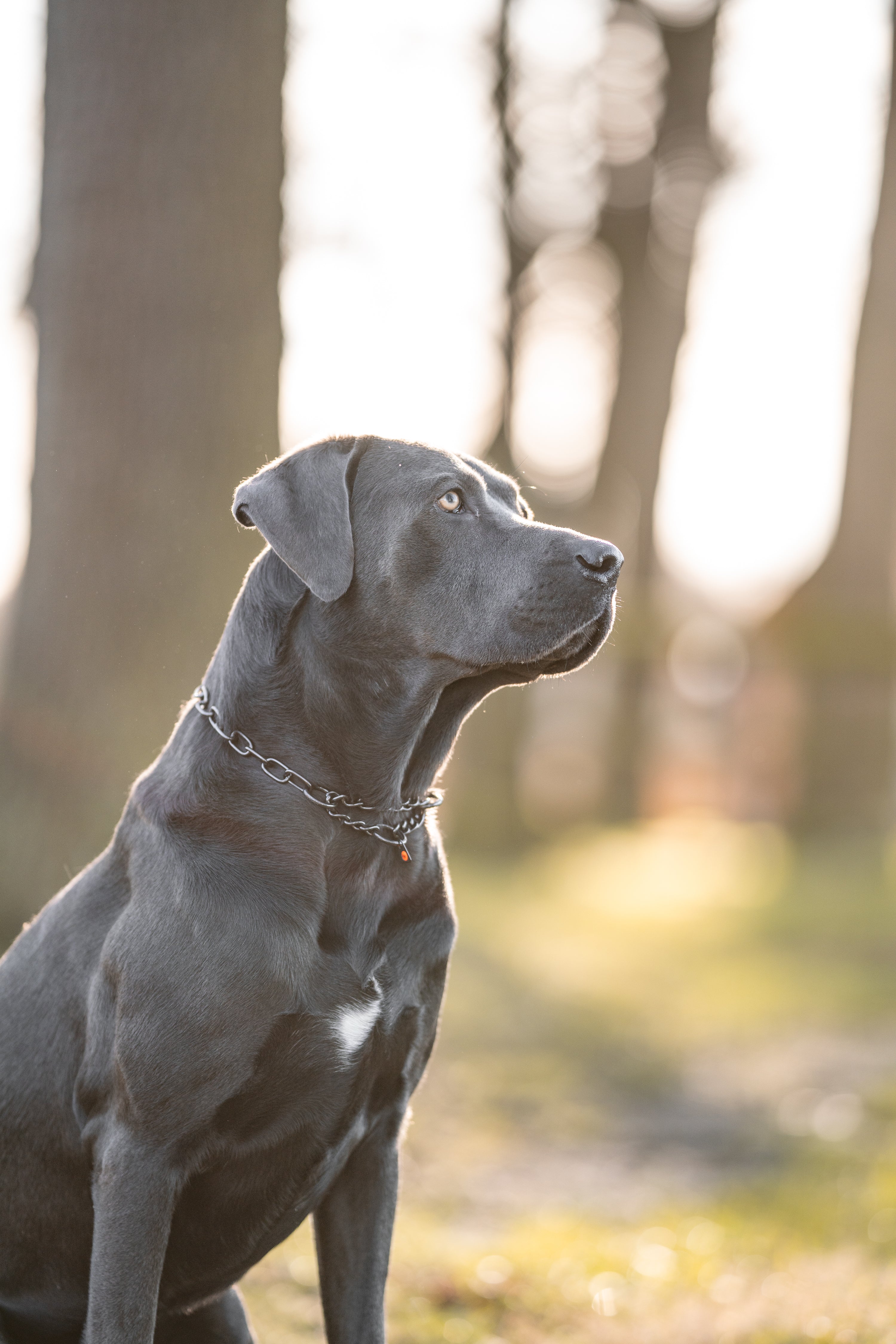 Kettenhalsband Hund Material