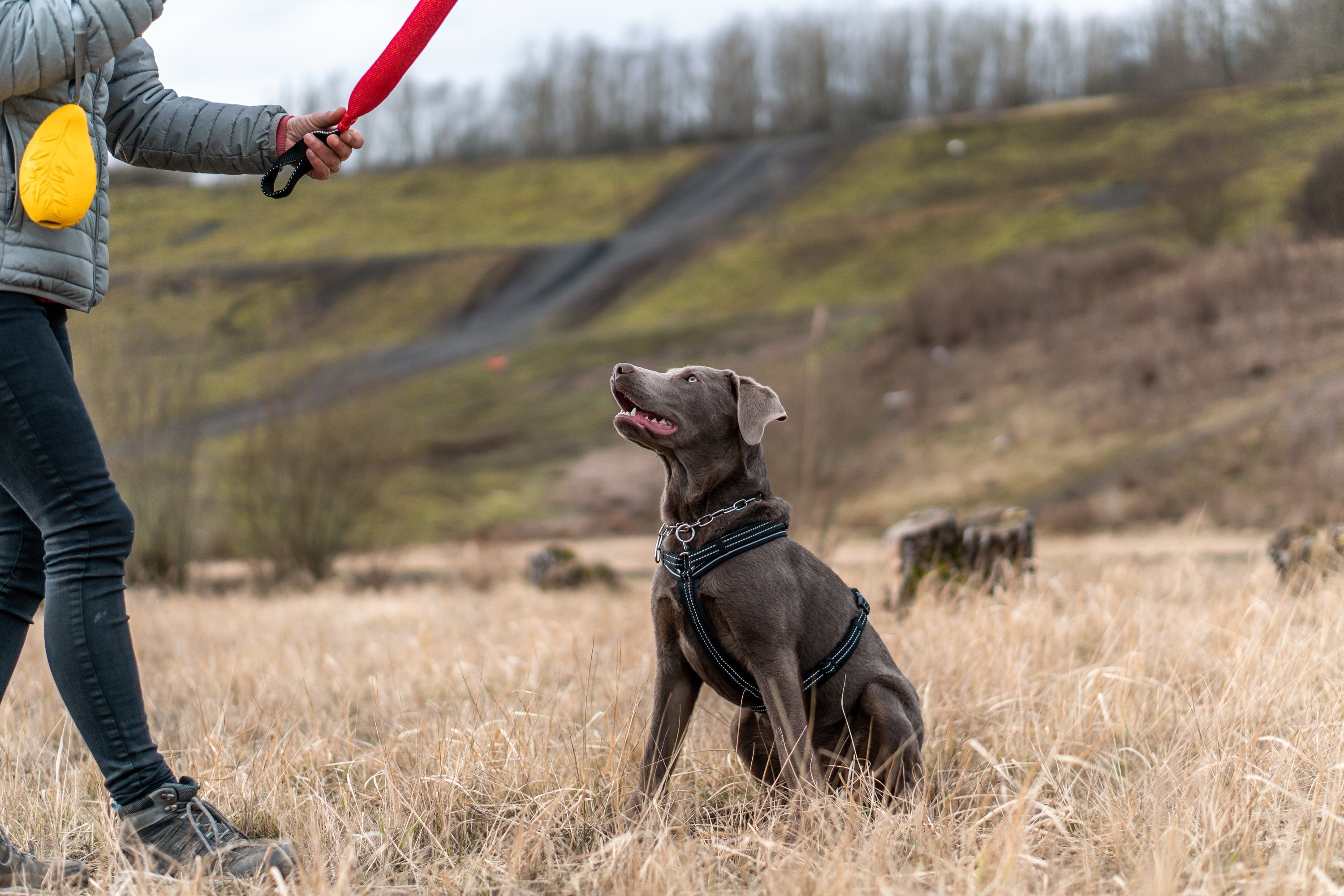 Hund ausmessen