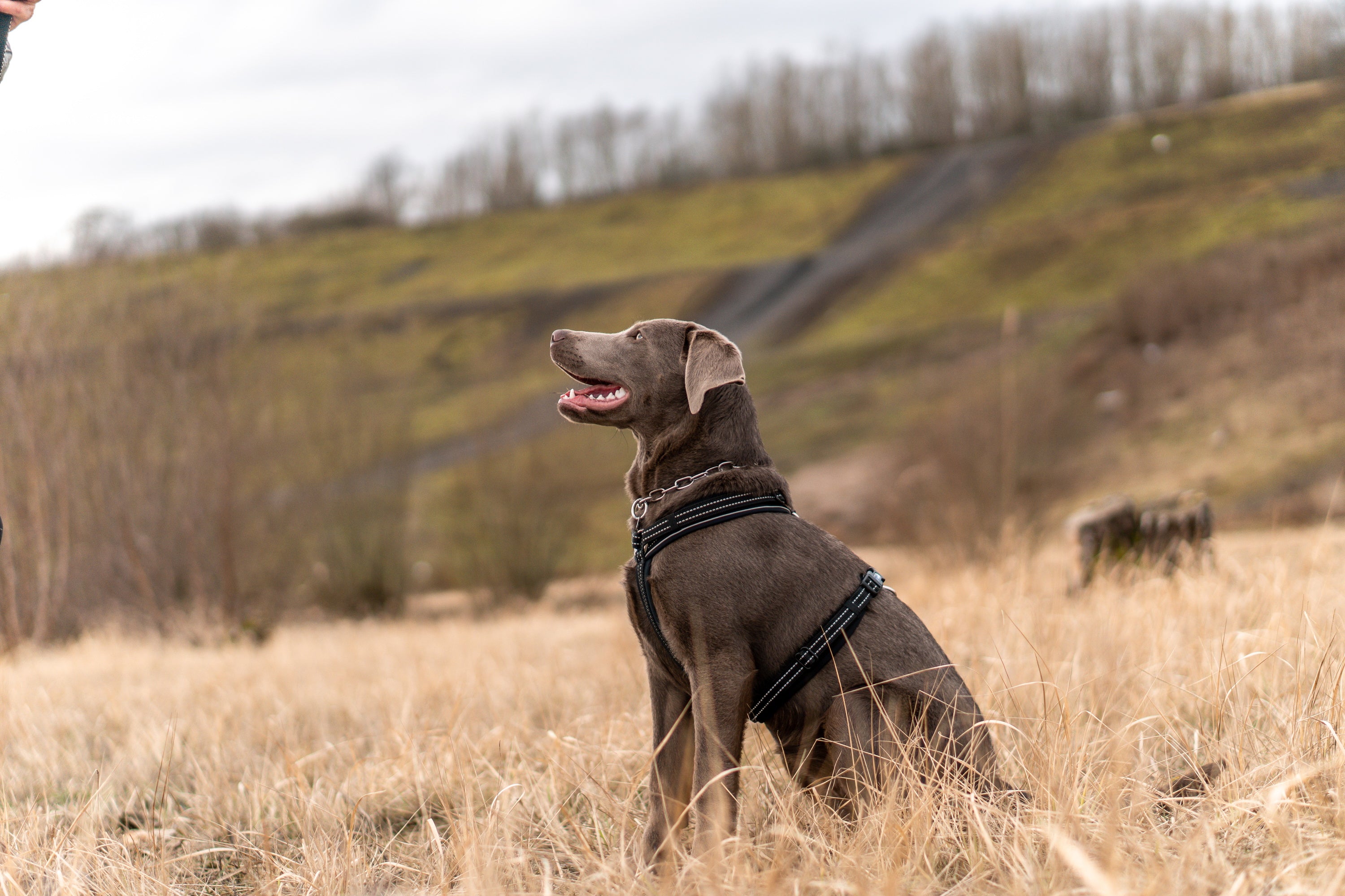 Pflege der Hundeausrüstung