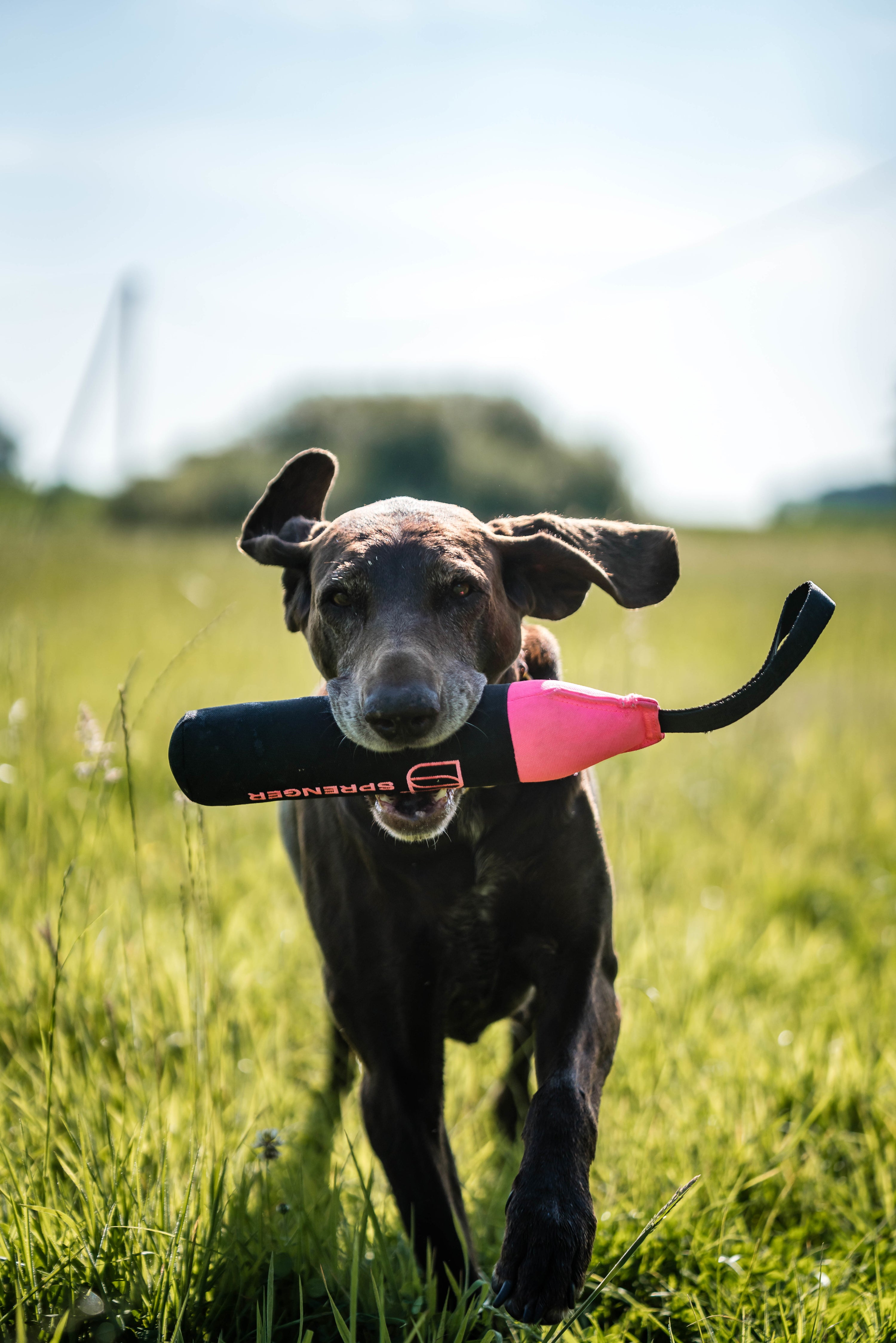 Dummy Training Hund