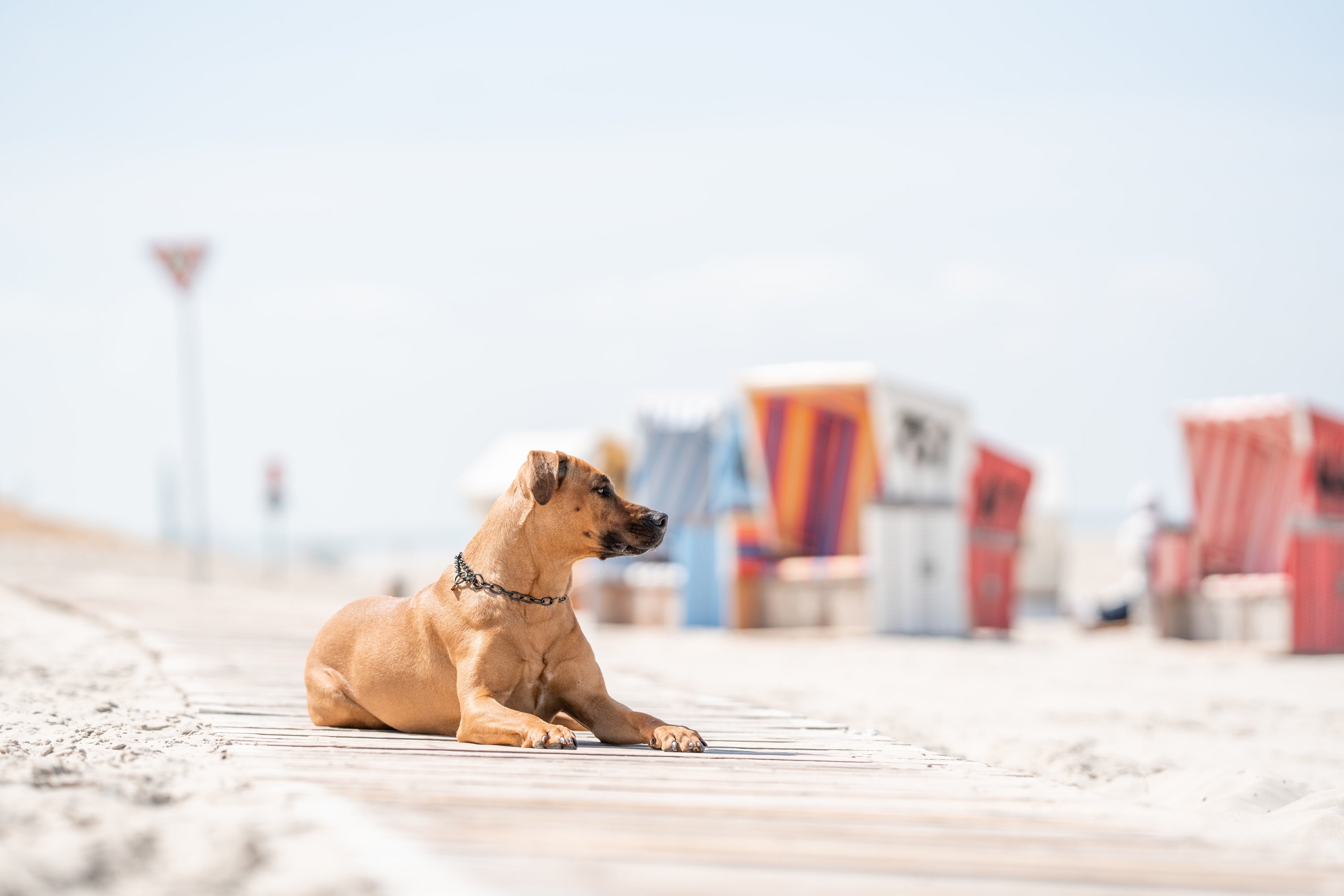 Strandurlaub mit Hund