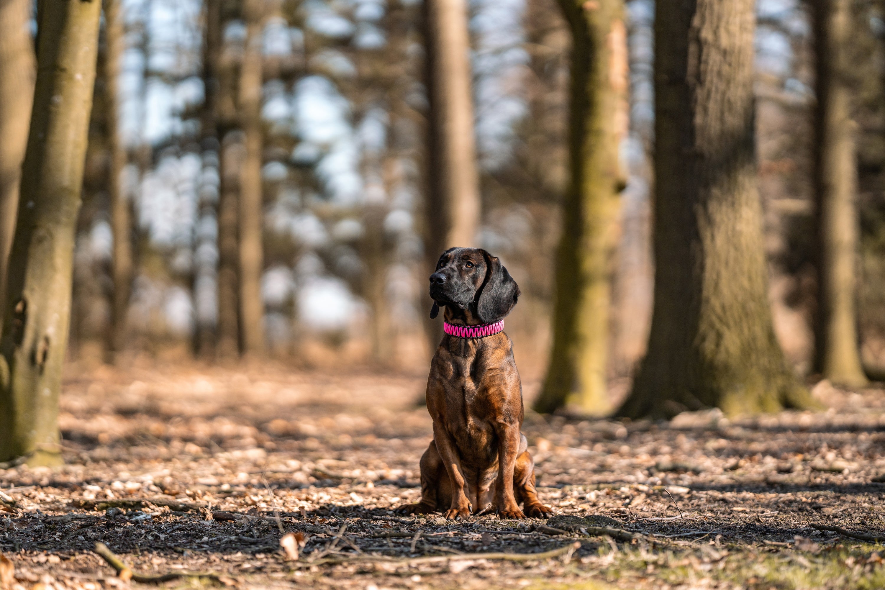 Pink is the new black – pinke Hundeausrüstung von SPRENGER