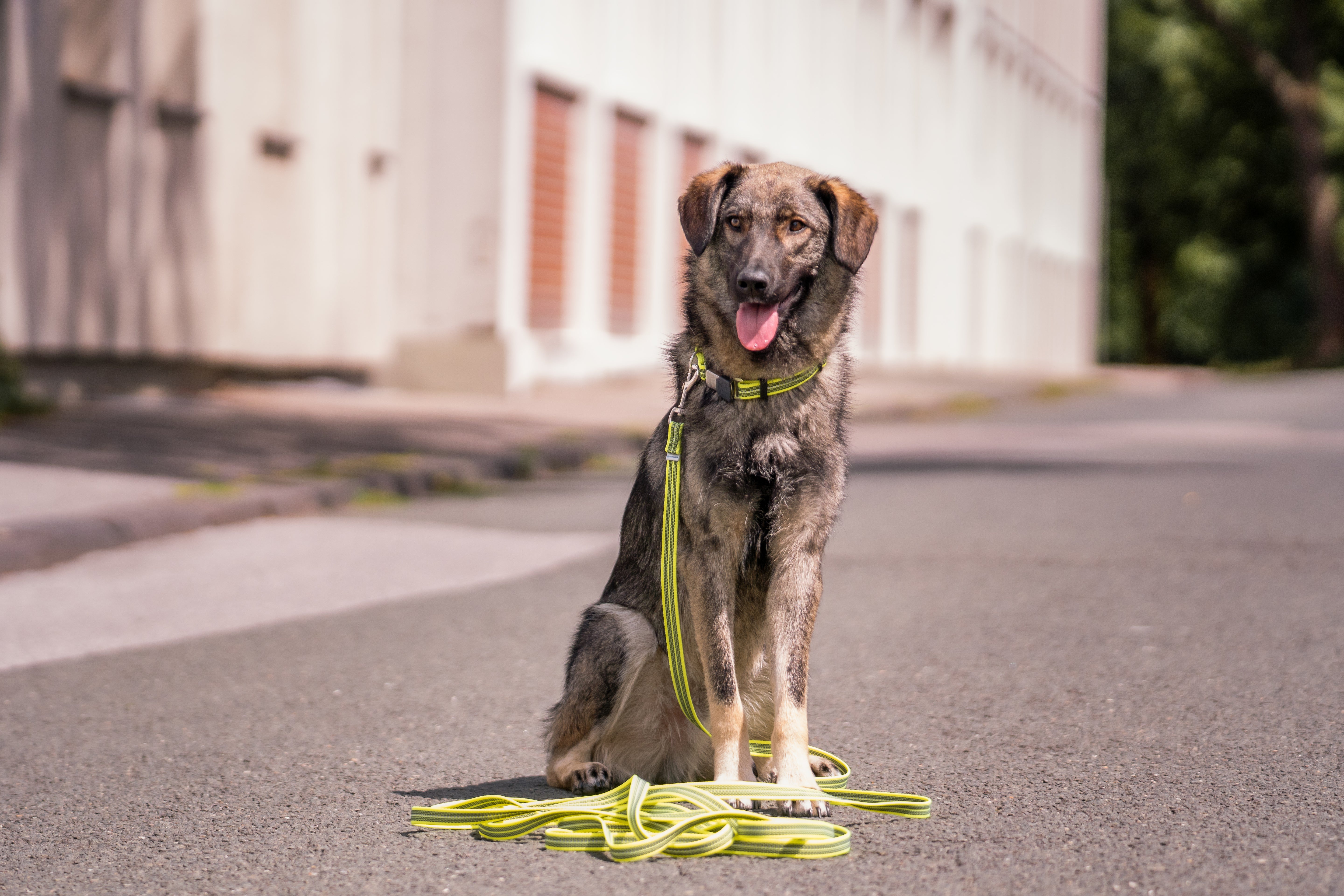 Schleppleinen für Hunde