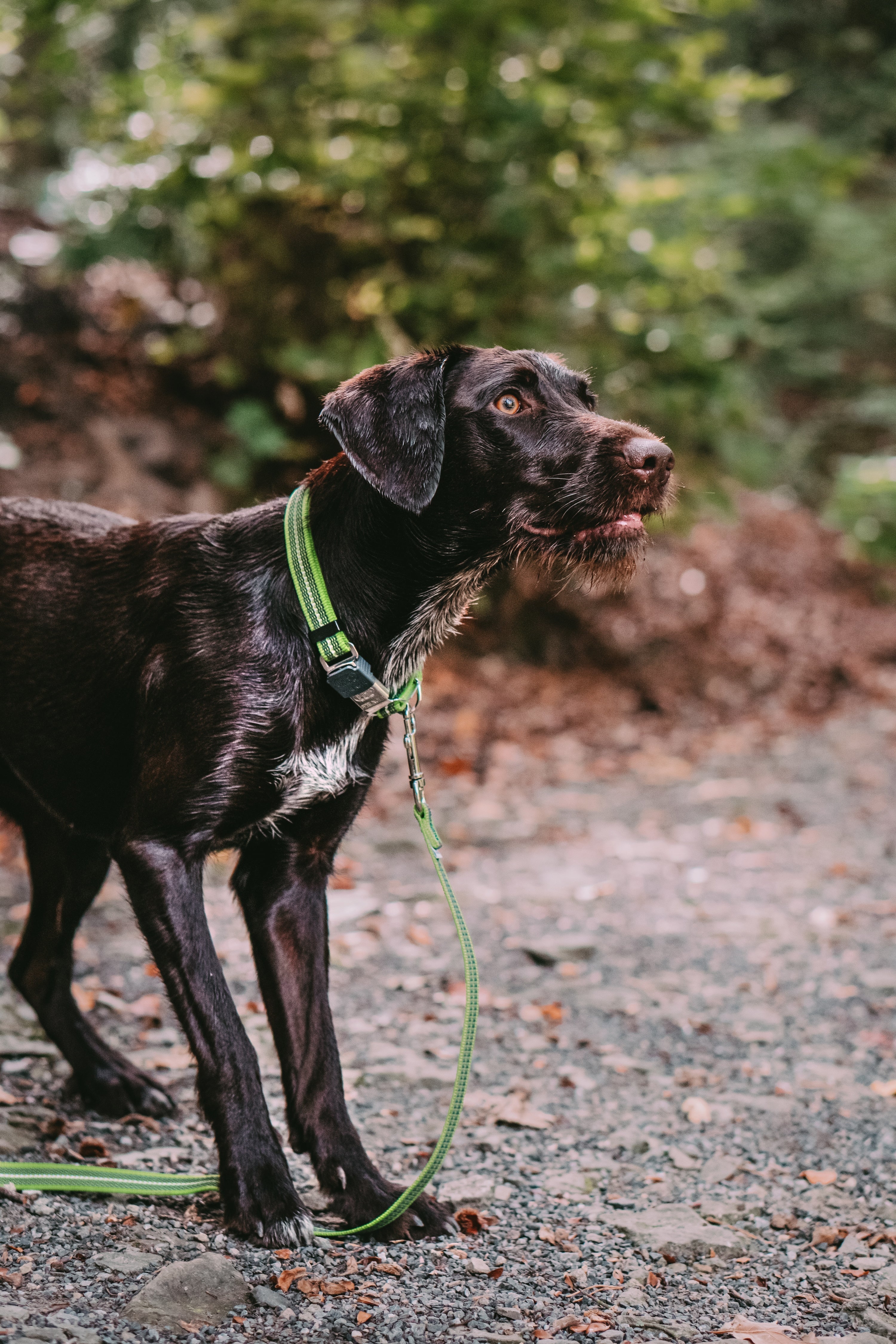 Halsband Größe Hund