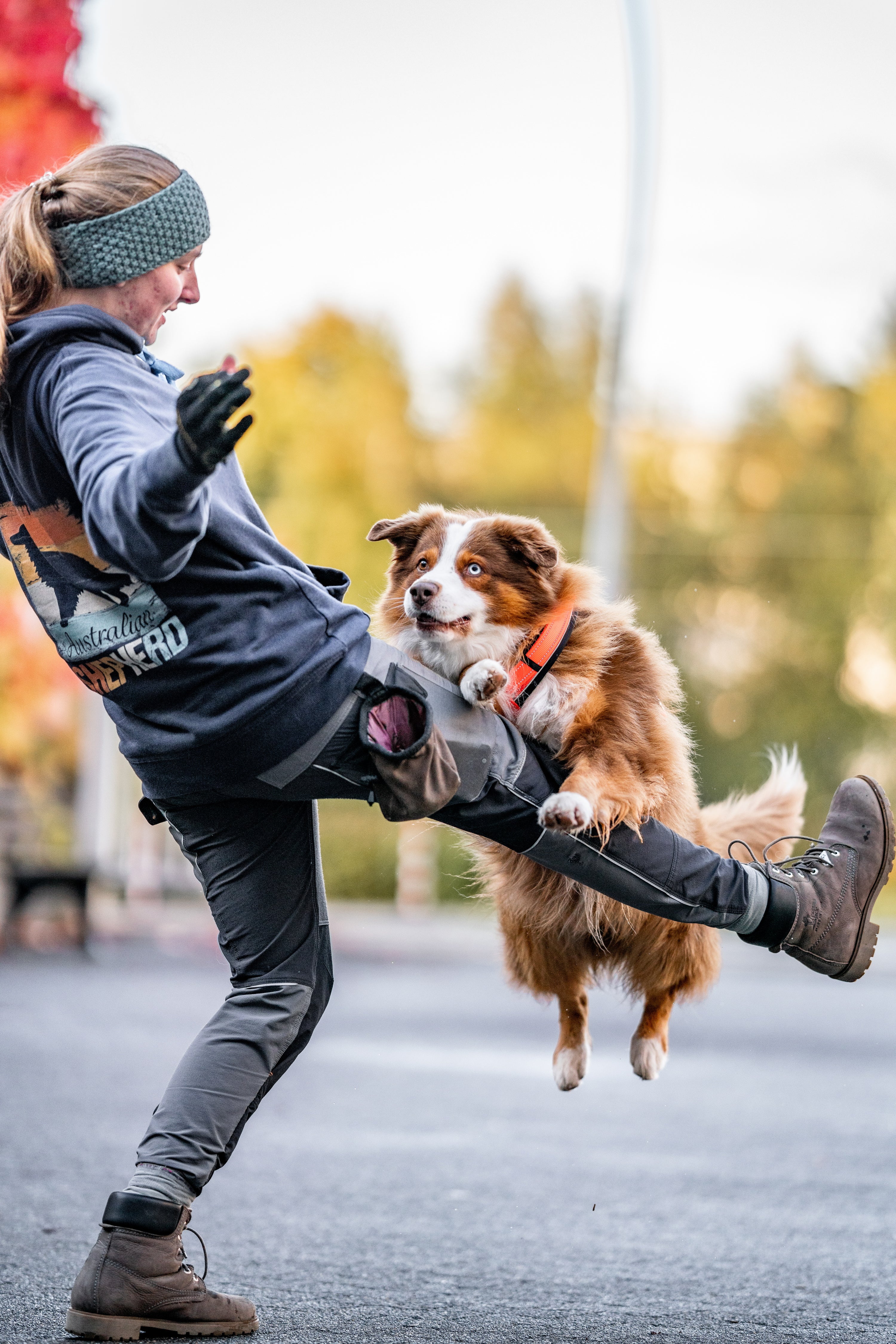 Hundetricks und Hundetraining