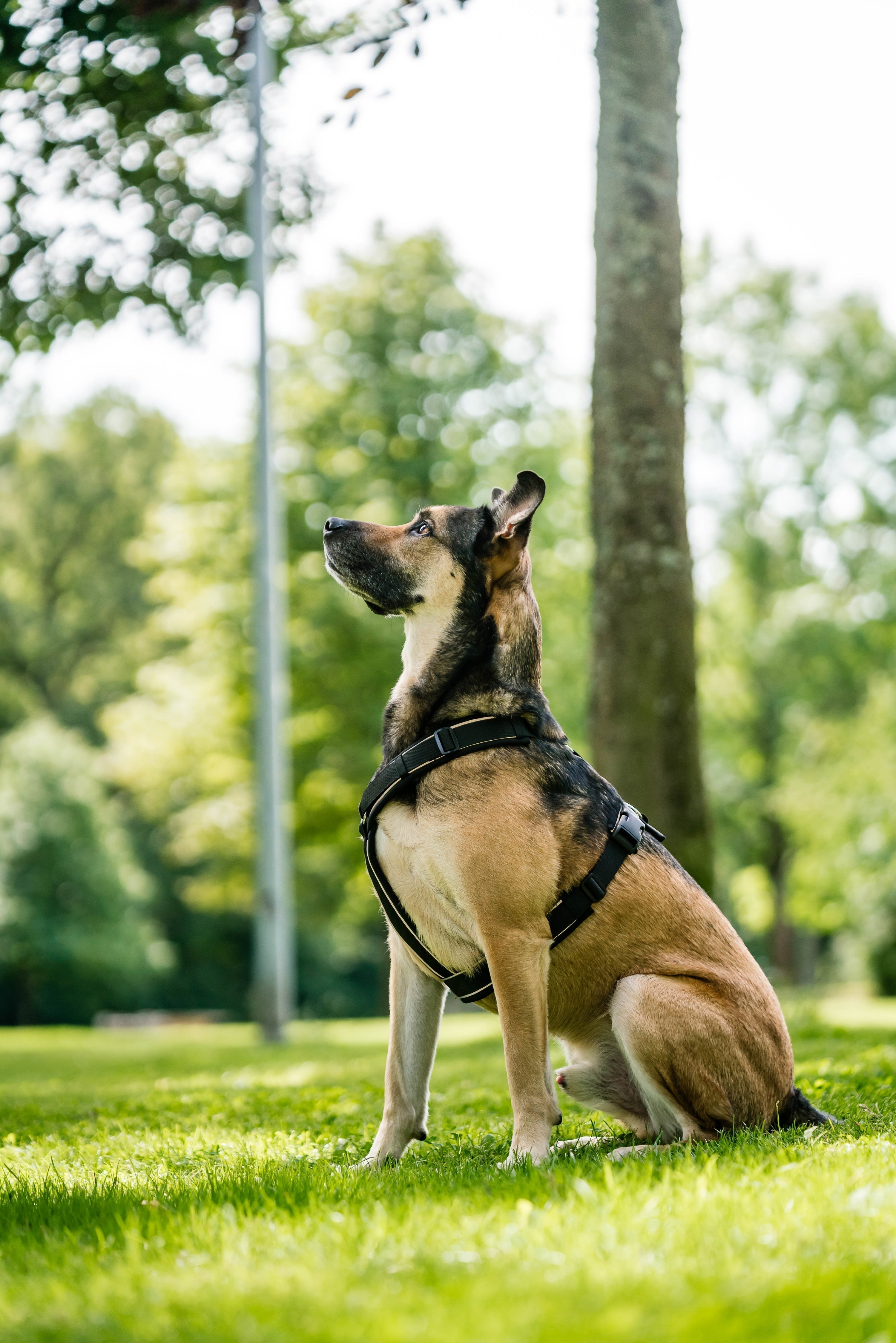 Hundegeschirr Größe ermitteln