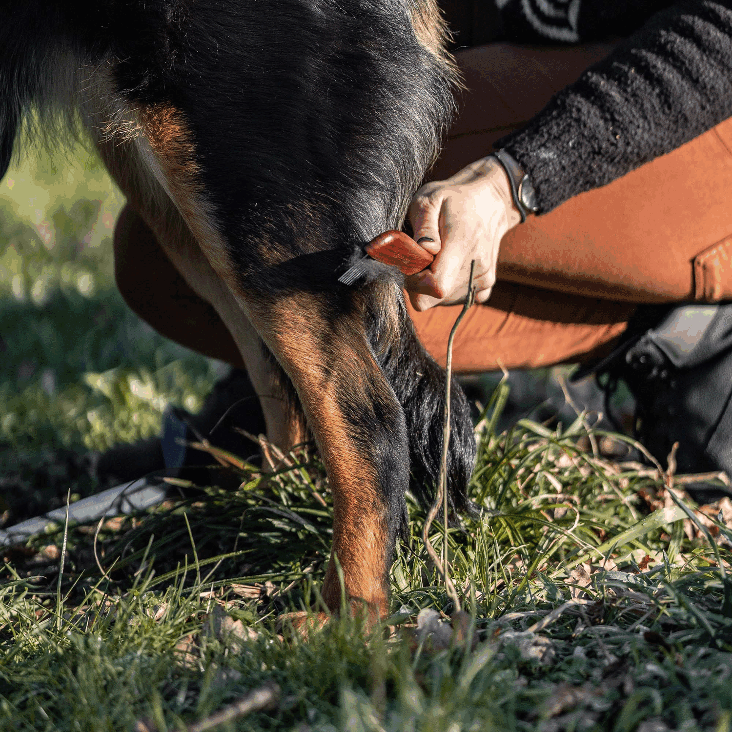 Hundekamm 230 x 25 mm 30 mm Stahlzinken | 5675000100_3.png | 1729436409