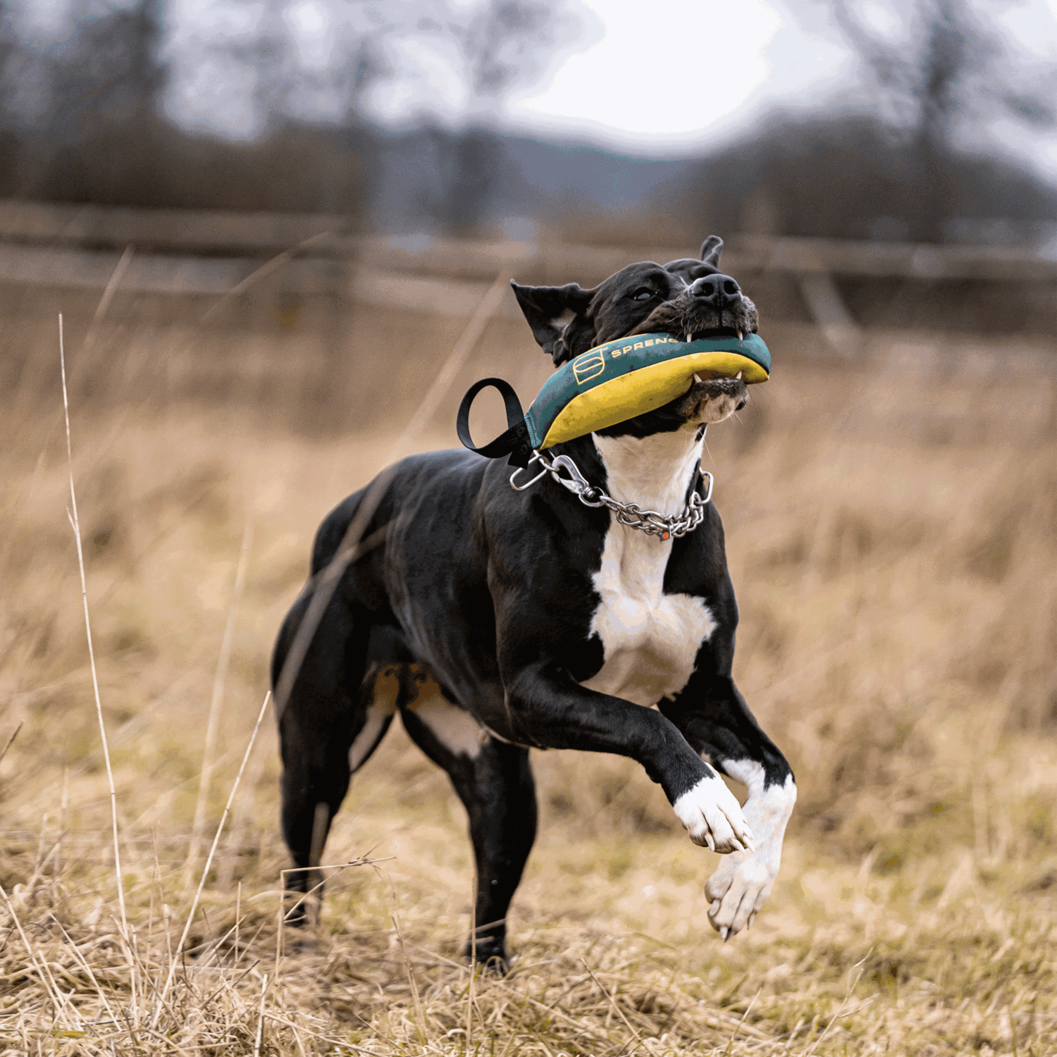 Strandurlaub mit Hund Bundle | 5818700300_5.png | 1731103752