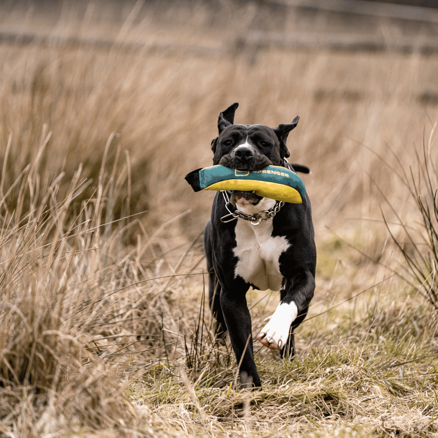 Strandurlaub mit Hund Bundle | 5818700300_6.png | 1729389745