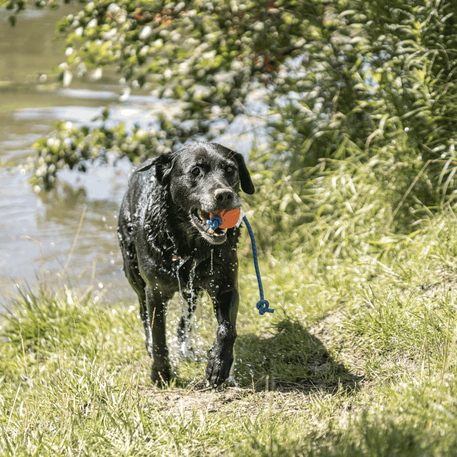 Wandern mit Hund Bundle neon orange | 5819810377_7.png | 1729389827