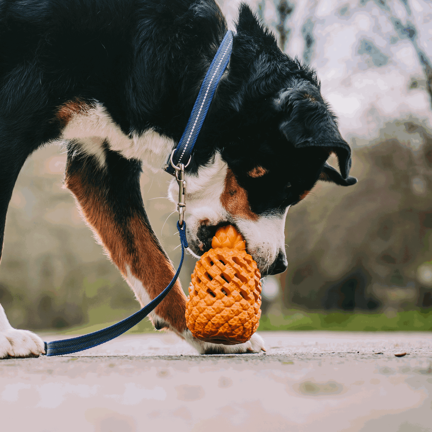 Hundespielzeug FRUIT CHALLENGE "Ananas" (L) | 5819900400_13.png | 1729436753