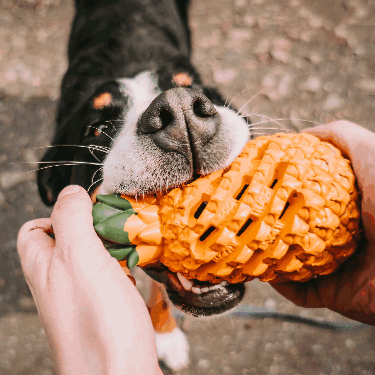 Hundespielzeug FRUIT CHALLENGE "Ananas" (L) | 5819900400_15.png | 1729389855