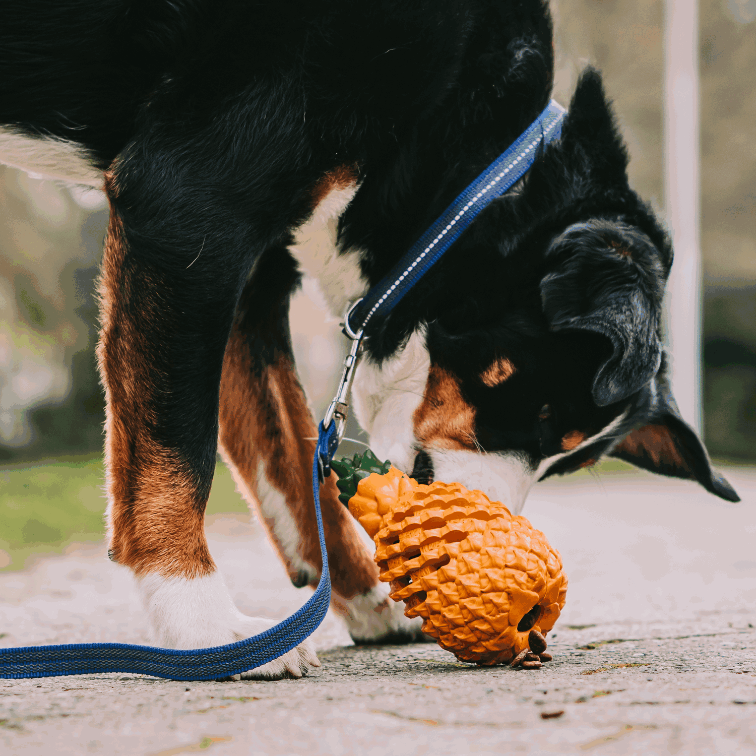 Hundespielzeug FRUIT CHALLENGE "Ananas" (L) | 5819900400_16.png | 1729436754