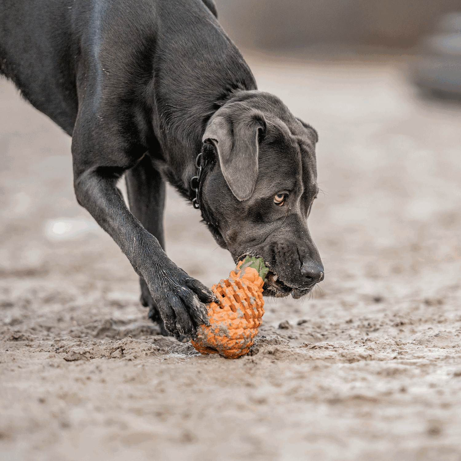 Hundespielzeug FRUIT CHALLENGE "Ananas" (L) | 5819900400_19.png | 1729436755