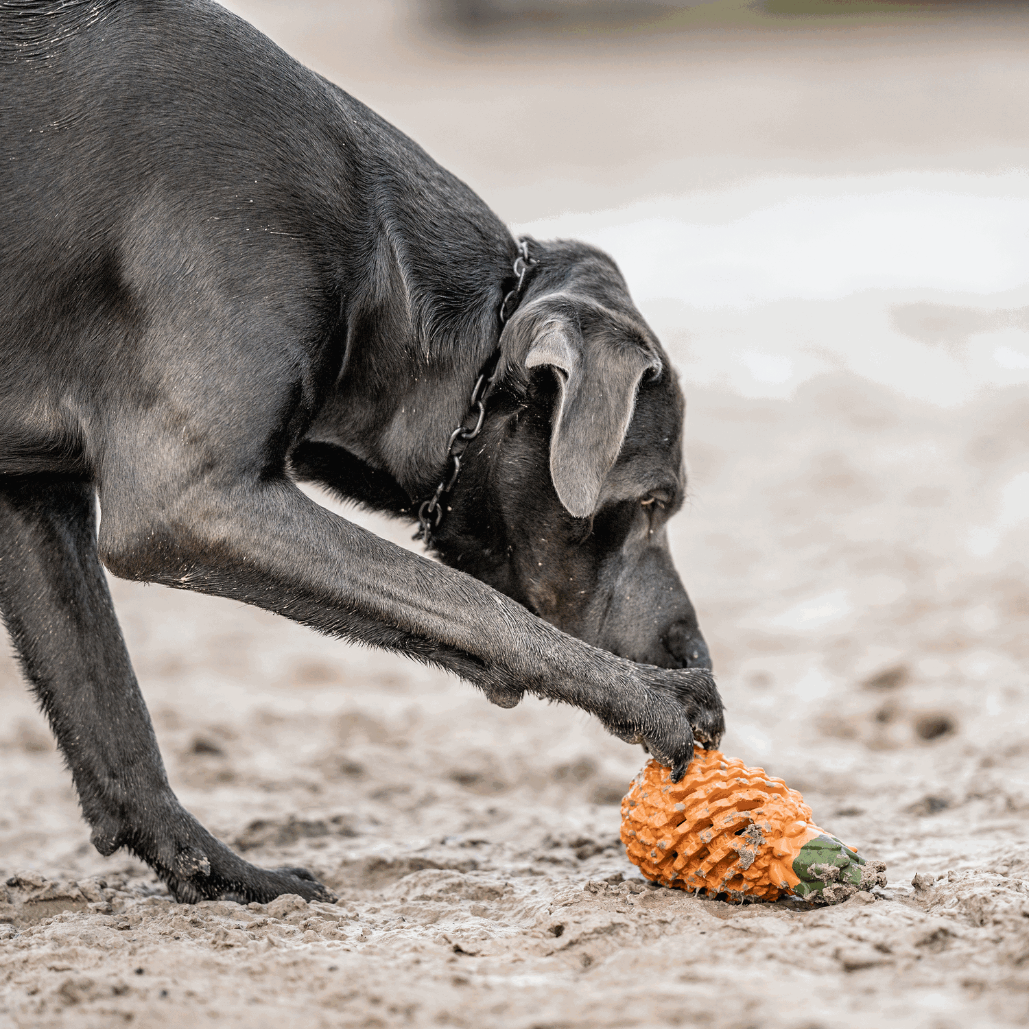 Hundespielzeug FRUIT CHALLENGE "Ananas" (L) | 5819900400_20.png | 1729436756