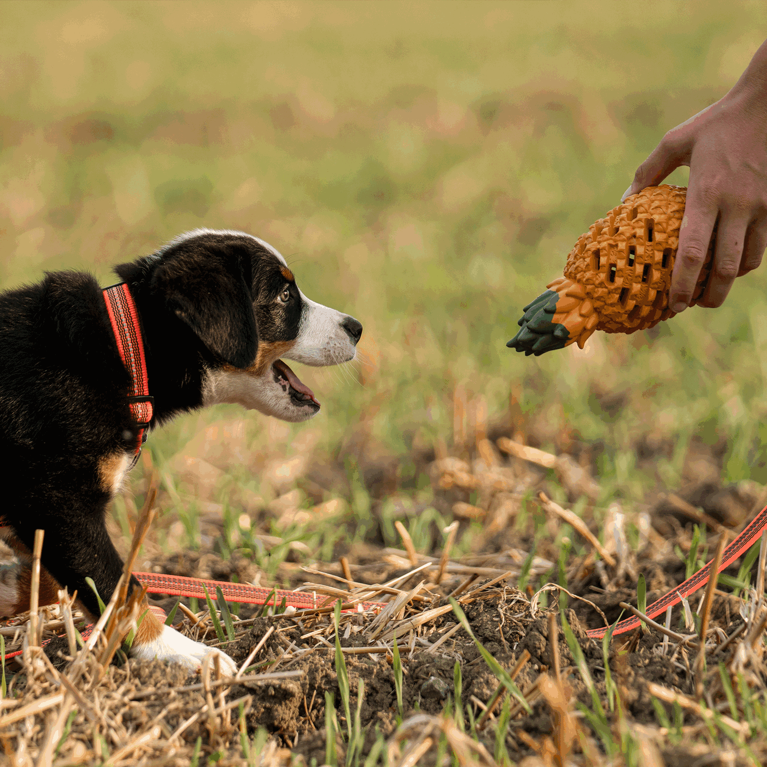 Hundespielzeug FRUIT CHALLENGE "Ananas" (L) | 5819900400_6.png | 1729436756