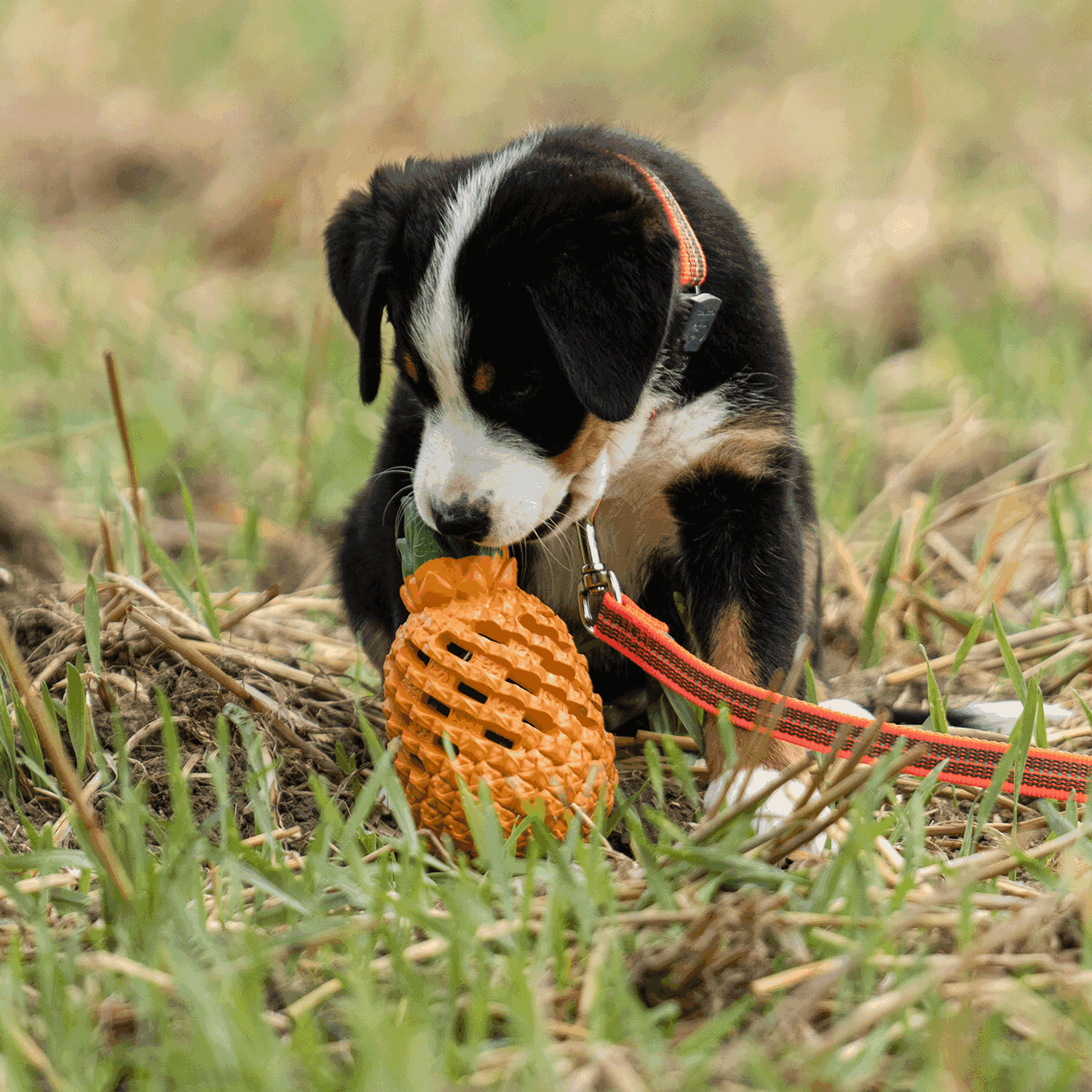 Hundespielzeug FRUIT CHALLENGE "Ananas" (L) | 5819900400_7.png | 1729436757