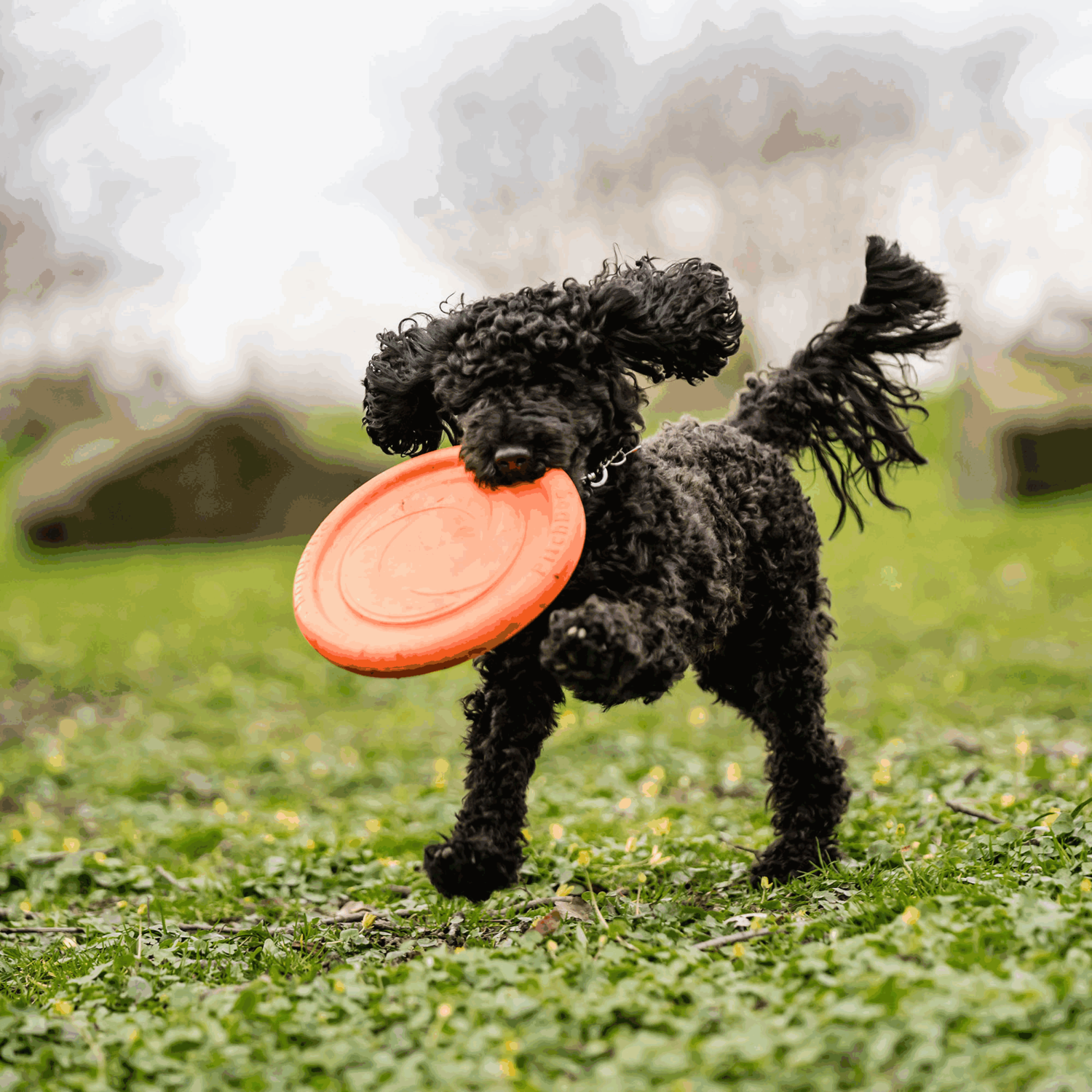 Hundespielzeug Frisbee | 5819912177_11.png | 1731103845