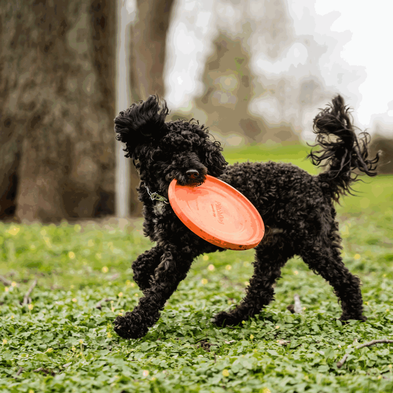 Hundespielzeug Frisbee | 5819912177_13.png | 1731103848