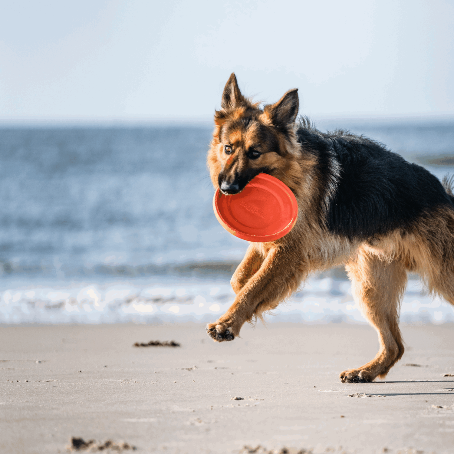 Hundespielzeug Frisbee | 5819912177_15.png | 1731103851