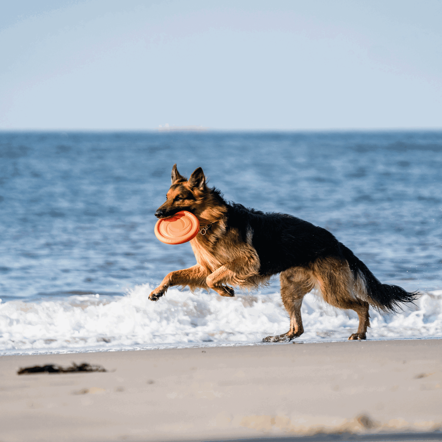 Hundespielzeug Frisbee | 5819912177_16.png | 1731103852