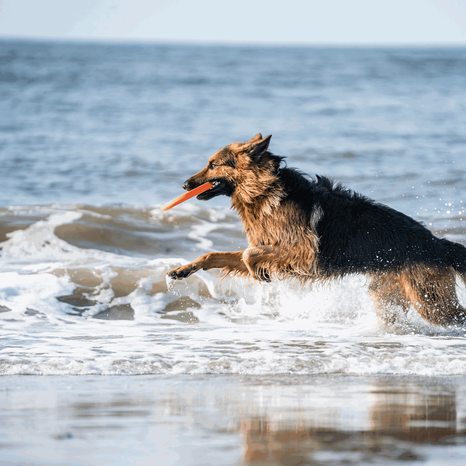 Hundespielzeug Frisbee | 5819912177_17.png | 1731103854