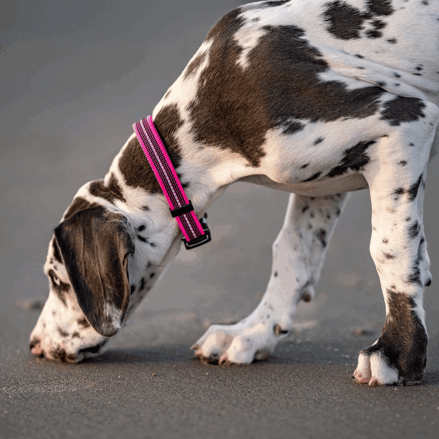 Verstellbares Hundehalsband reflektierend | 59440-70_4.png | 1731102537