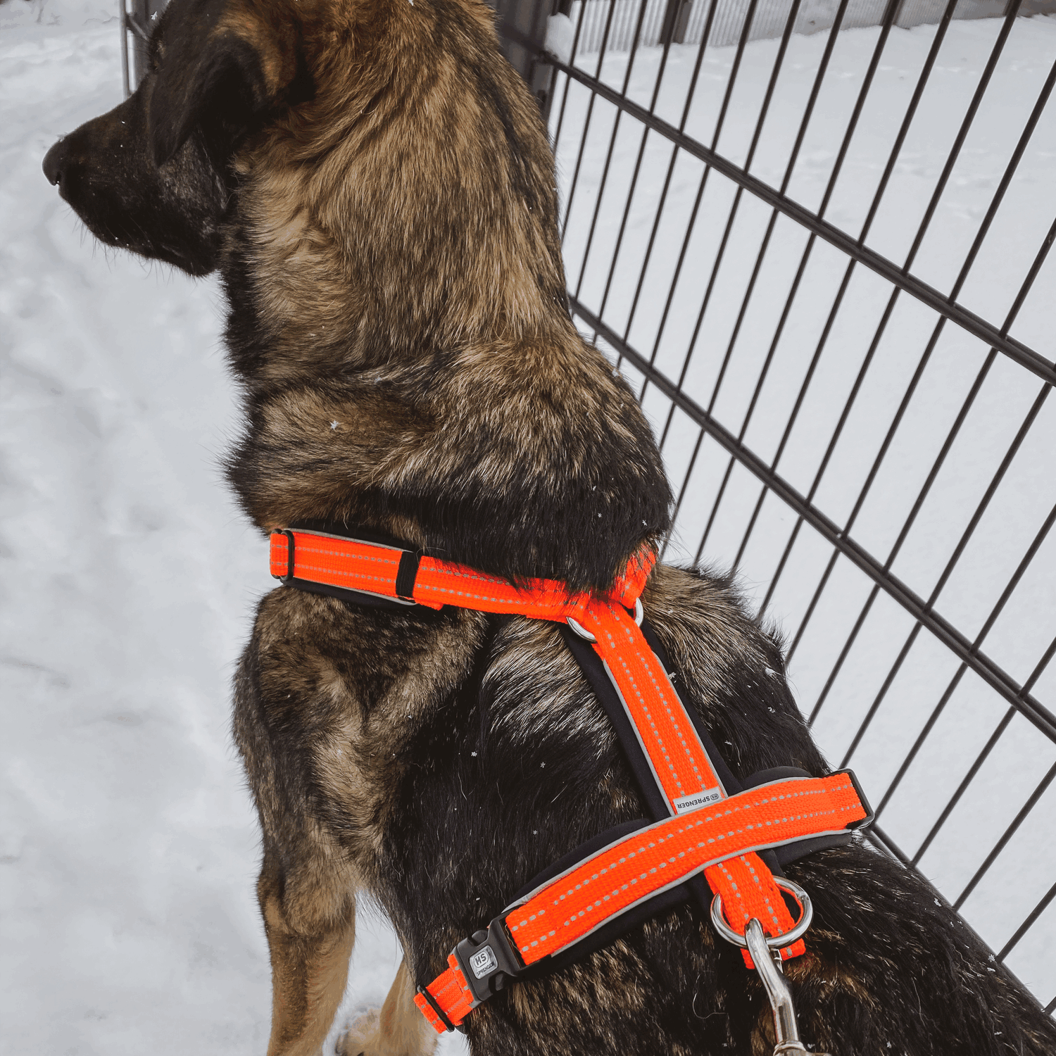 Wandern mit Hund Bundle neon orange | 59541-77_10.png | 1731102353