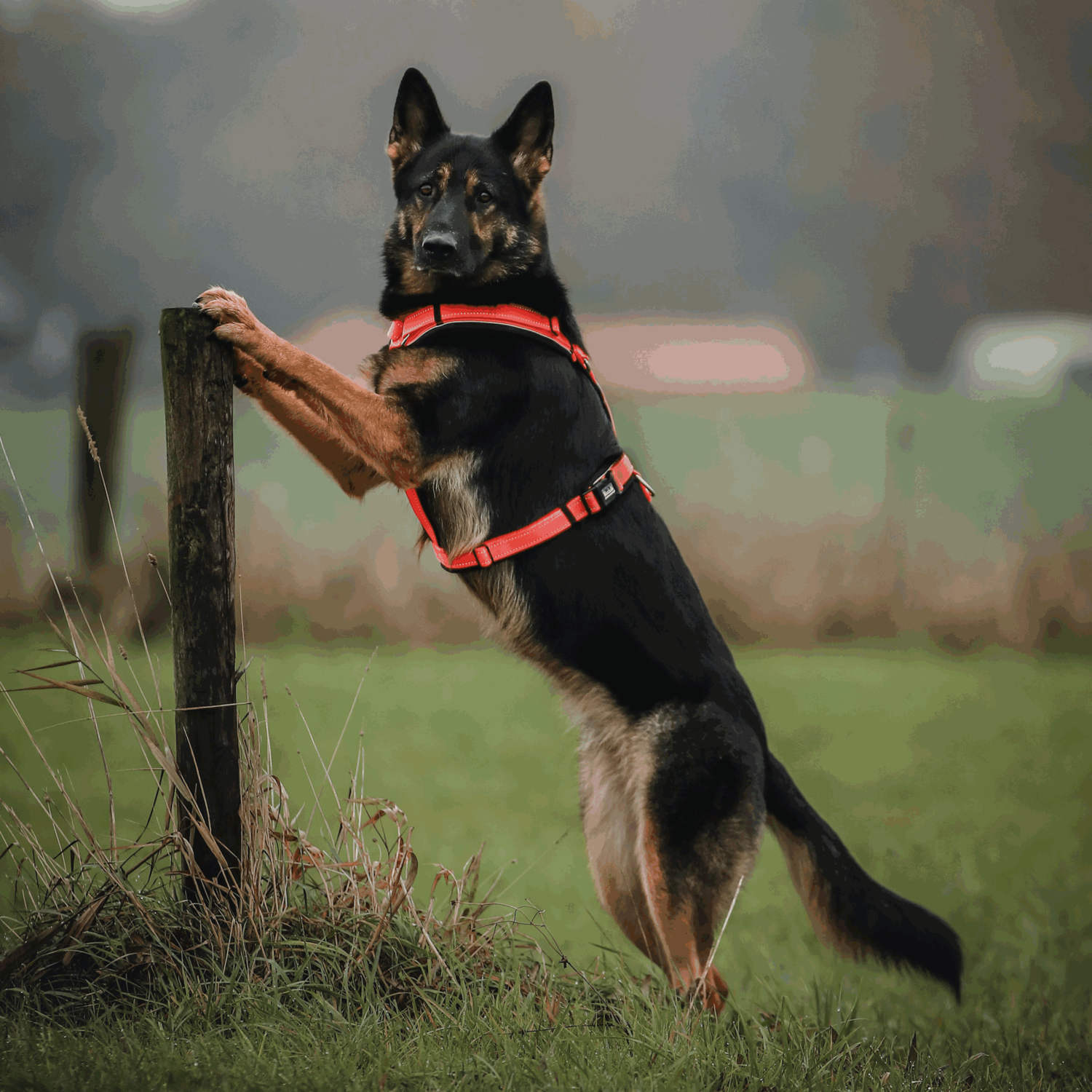 Wandern mit Hund Bundle neon orange | 59541-77_7.png | 1729381475