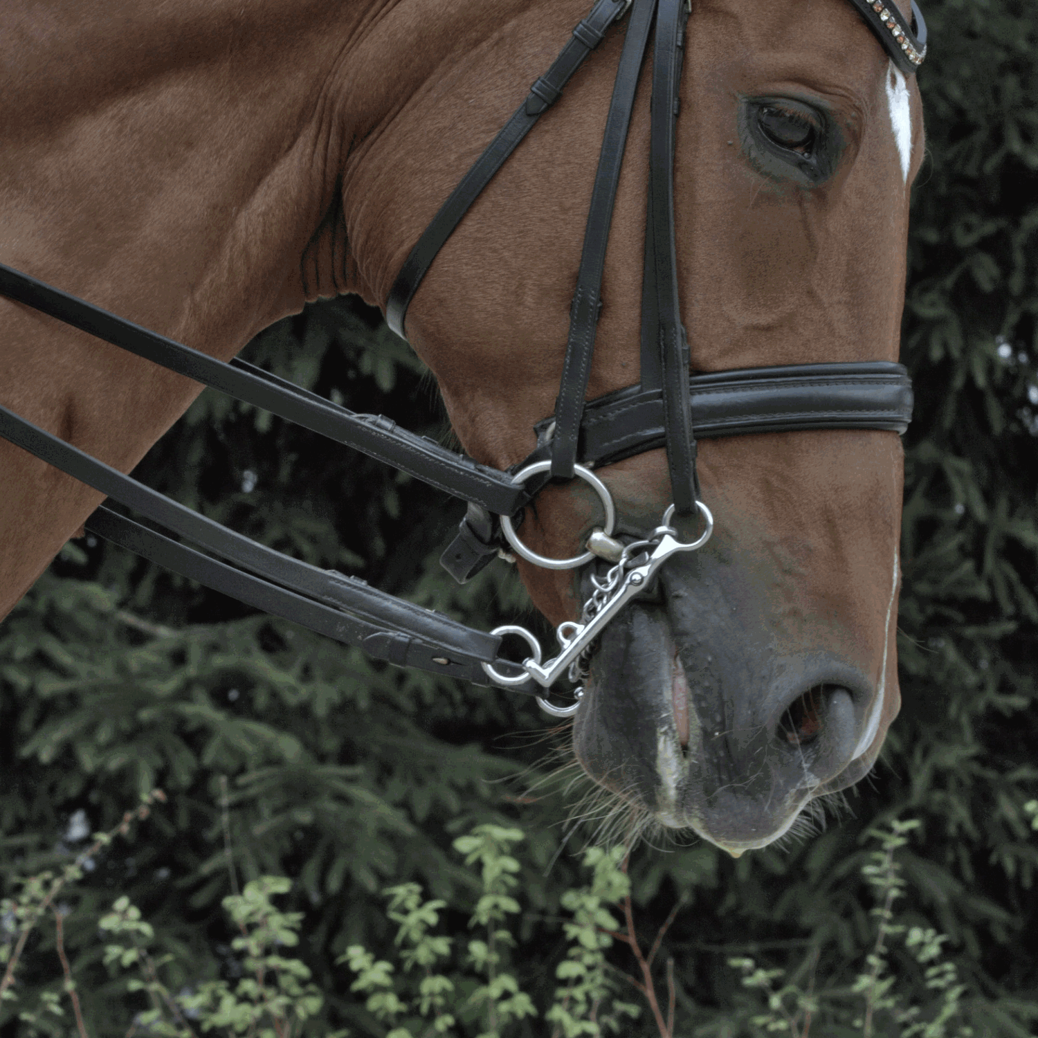 KK Unterlegtrense 14 mm einfach gebrochen | Kandare_Unterlegtrense_Einsatz.png | 1731065451