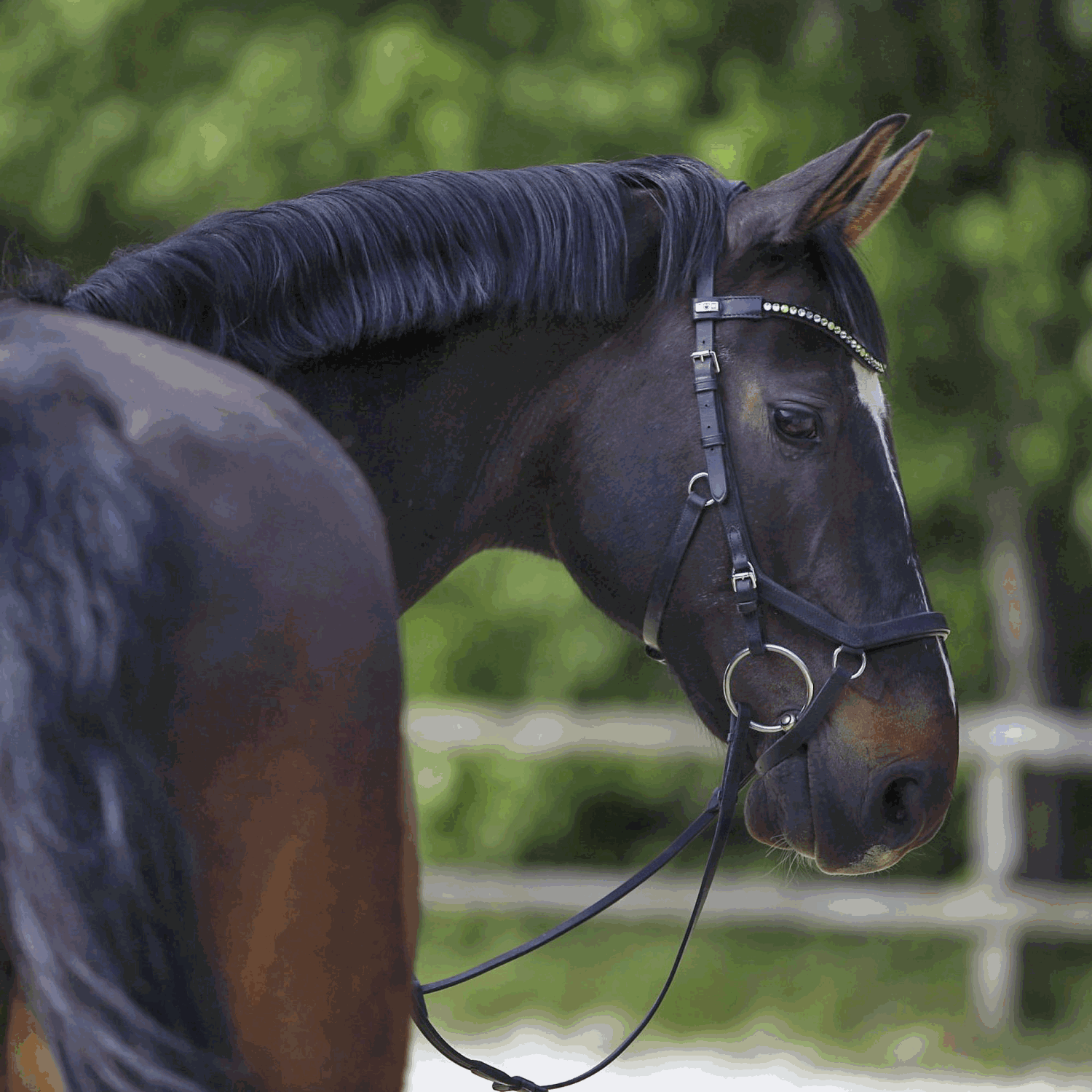 KK Wassertrense 14 mm einfach gebrochen Sensogan | Ringtrense_Einsatz.png | 1731064738