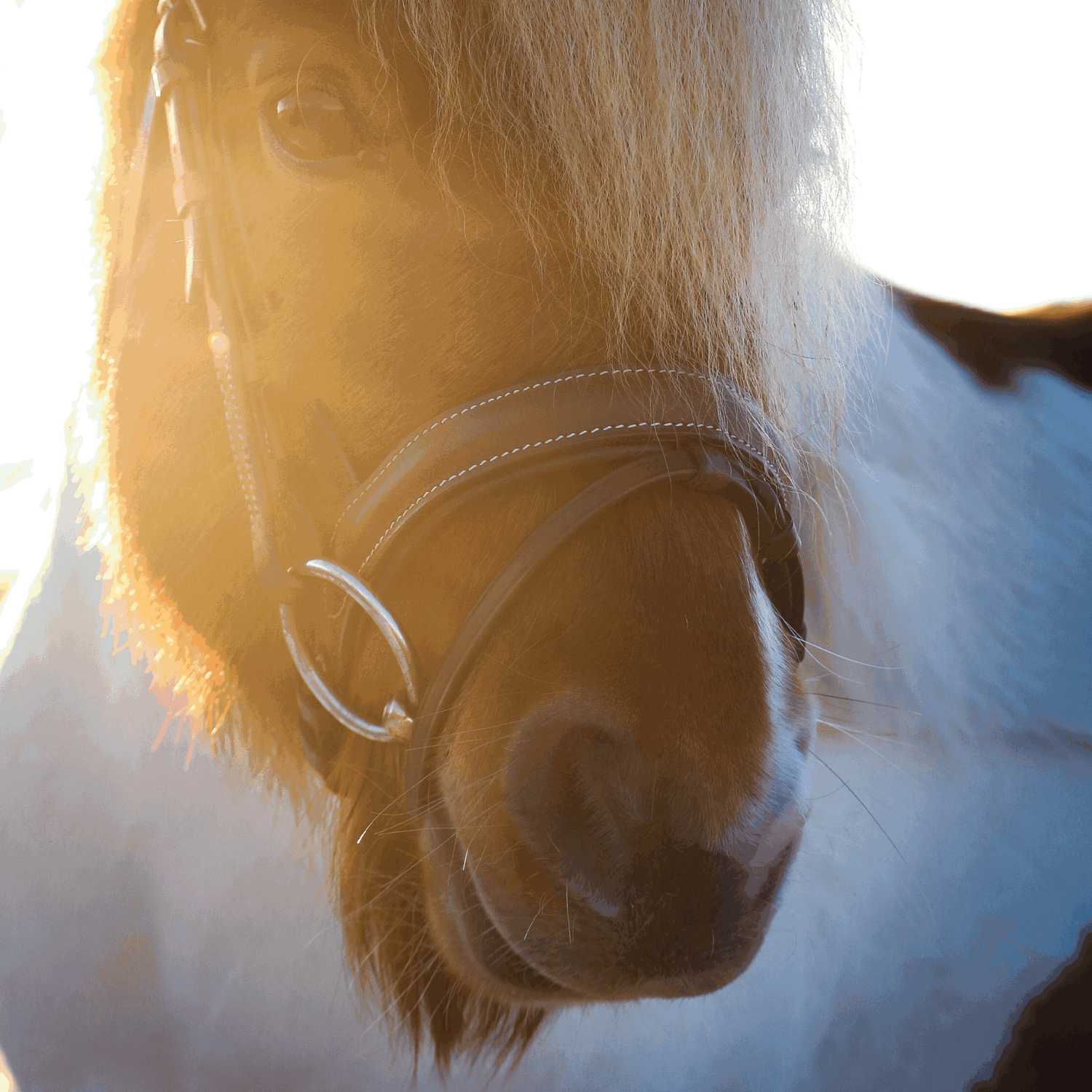 Dynamic Pony / Island Gebiss 12 mm einfach gebrochen | Unterlegtrense_Pony_1.png | 1729371998