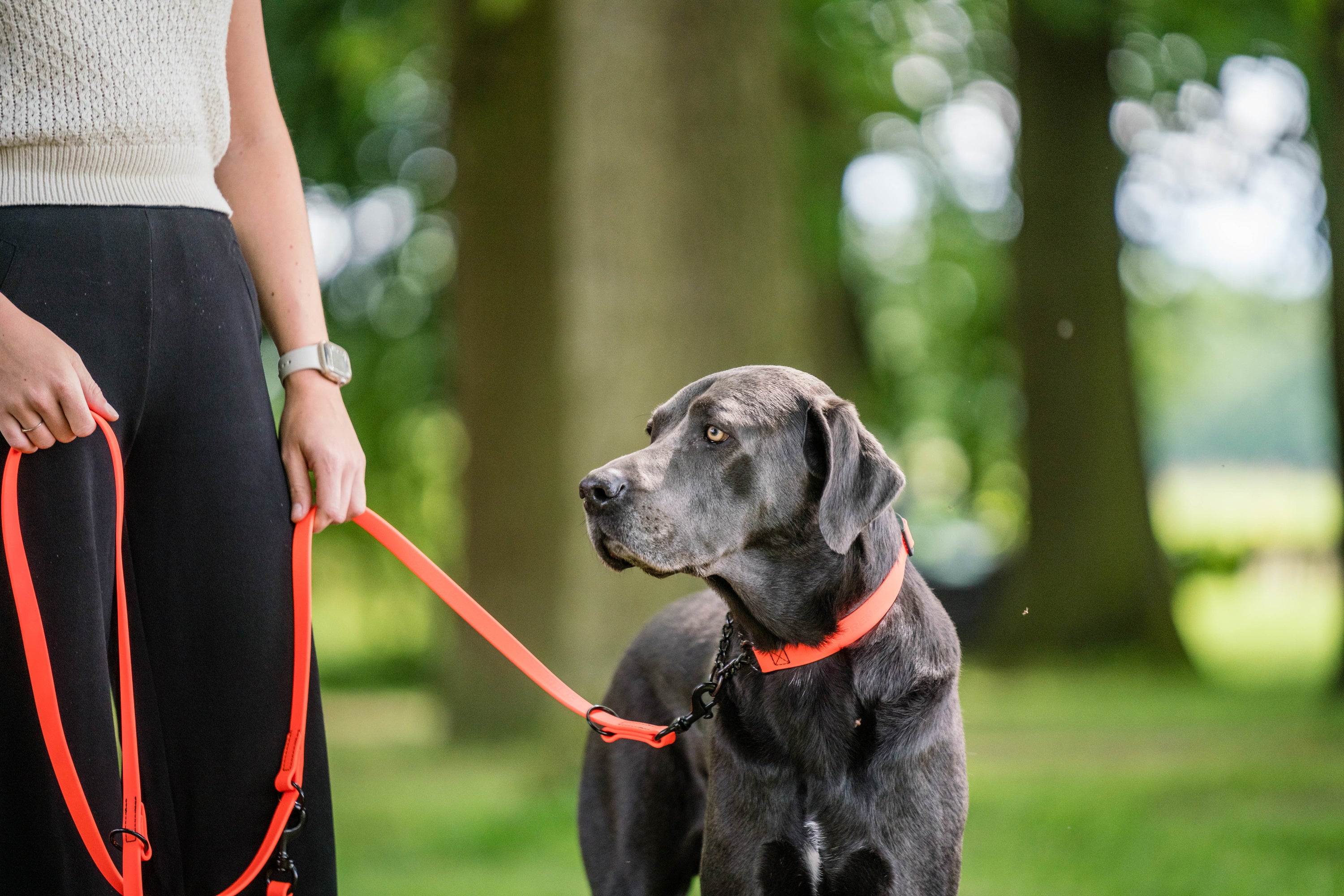 15999972 | biothane-leine-und-halsband-orange.jpg