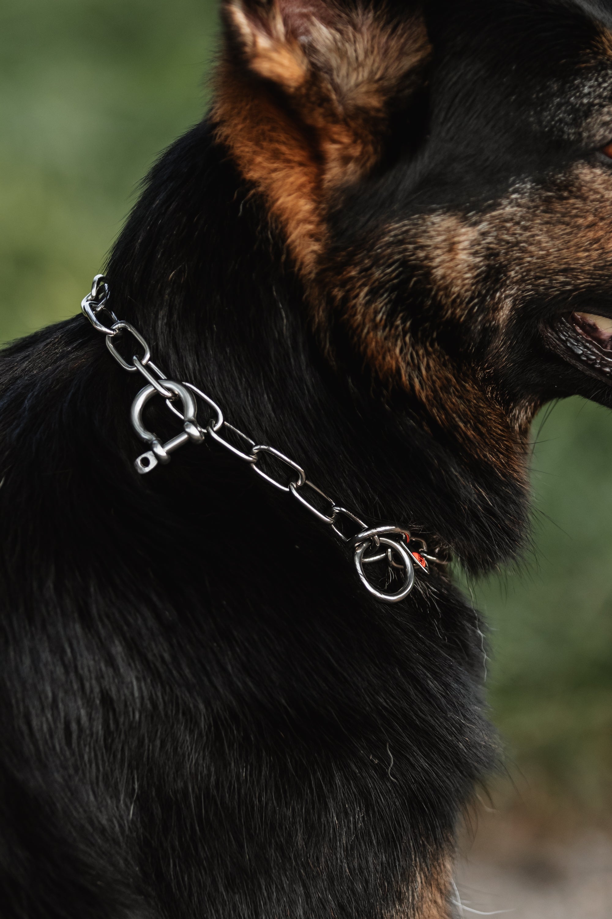 Warum Kettenhalsband Hund SPRENGER Hund