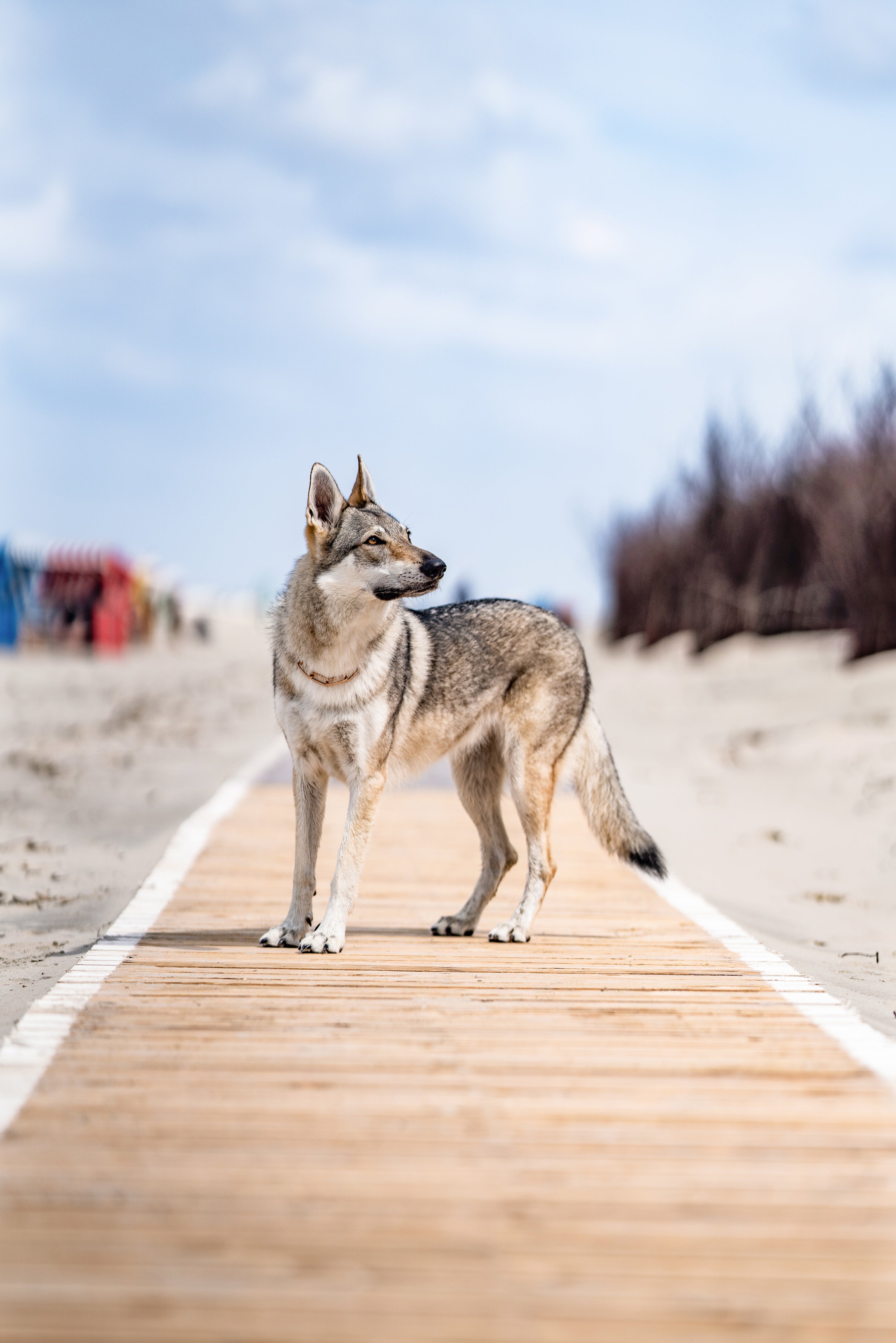 16233916 | hund-am-strand.jpg