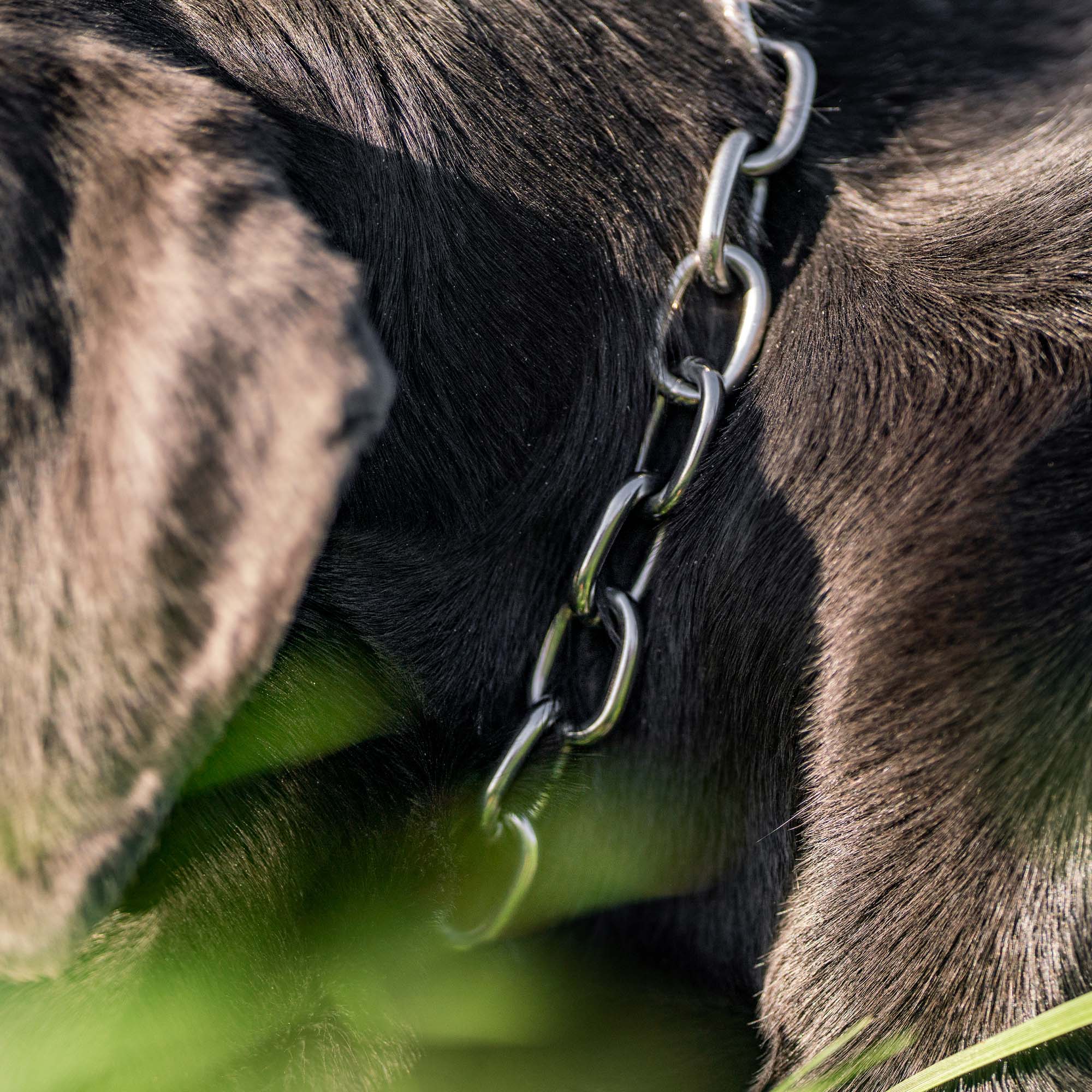 Kettenhalsband Hund Material SPRENGER Hund