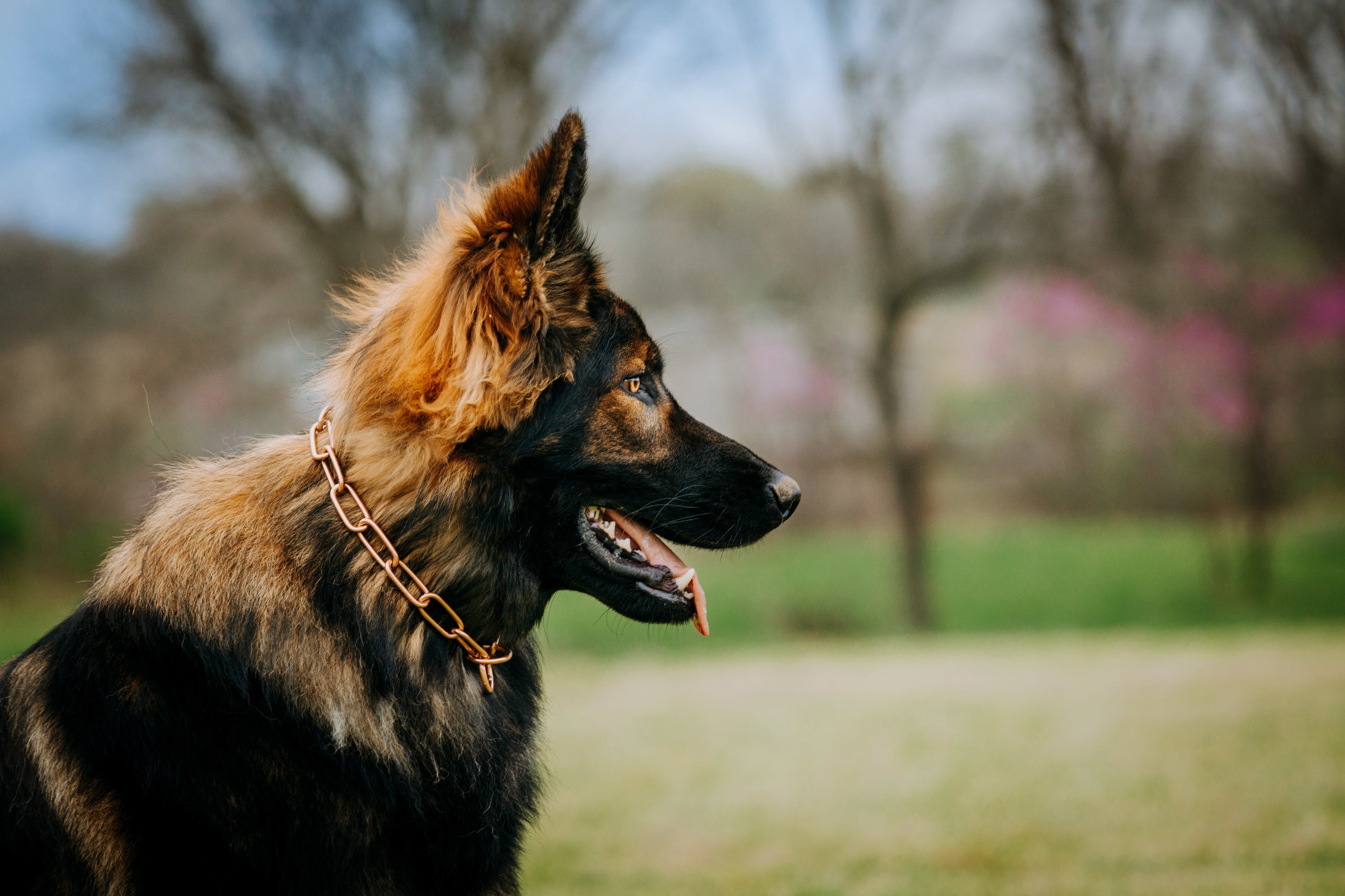 Bark collar for long haired dogs best sale