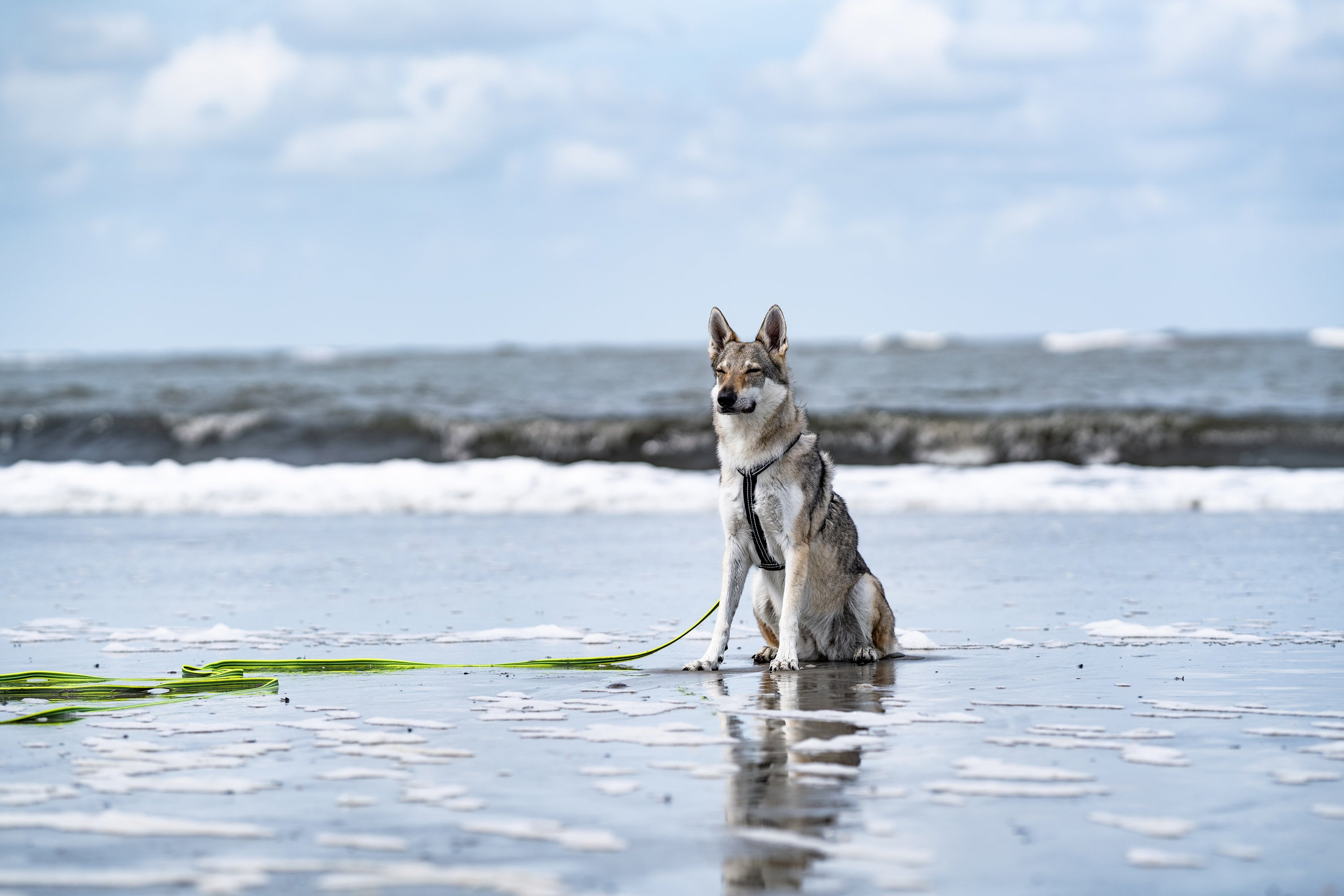 13942621 | schleppleine-gelb-hundegeschirr-schwarz.jpg